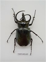 藏品(金龜科(二)外國)的圖片